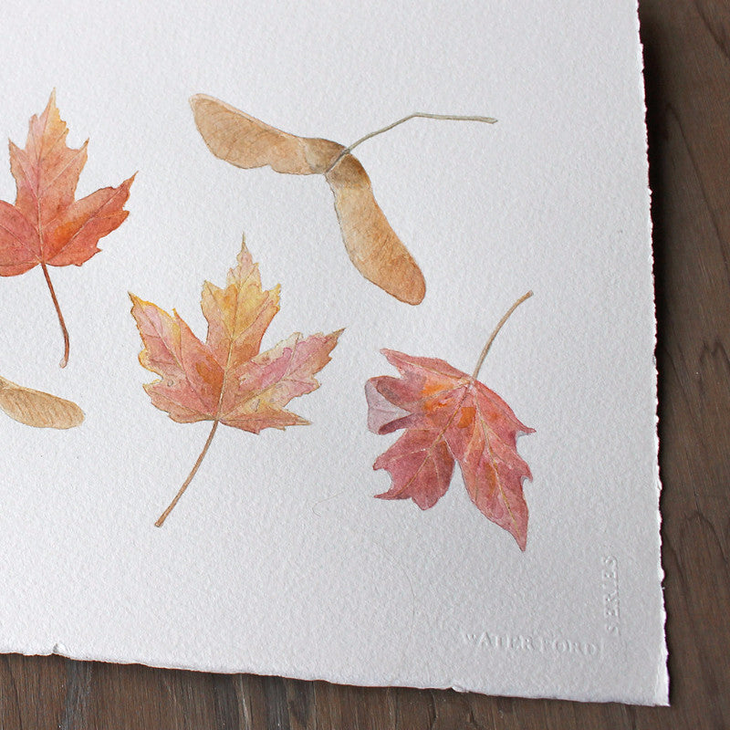 Detail of autumn watercolor of maple leaves and keys by Kathleen Maunder