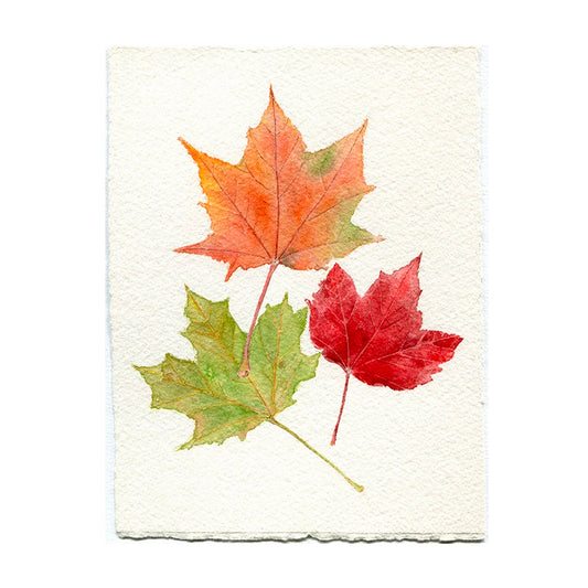 Peinture à l'aquarelle originale de feuilles d'érable