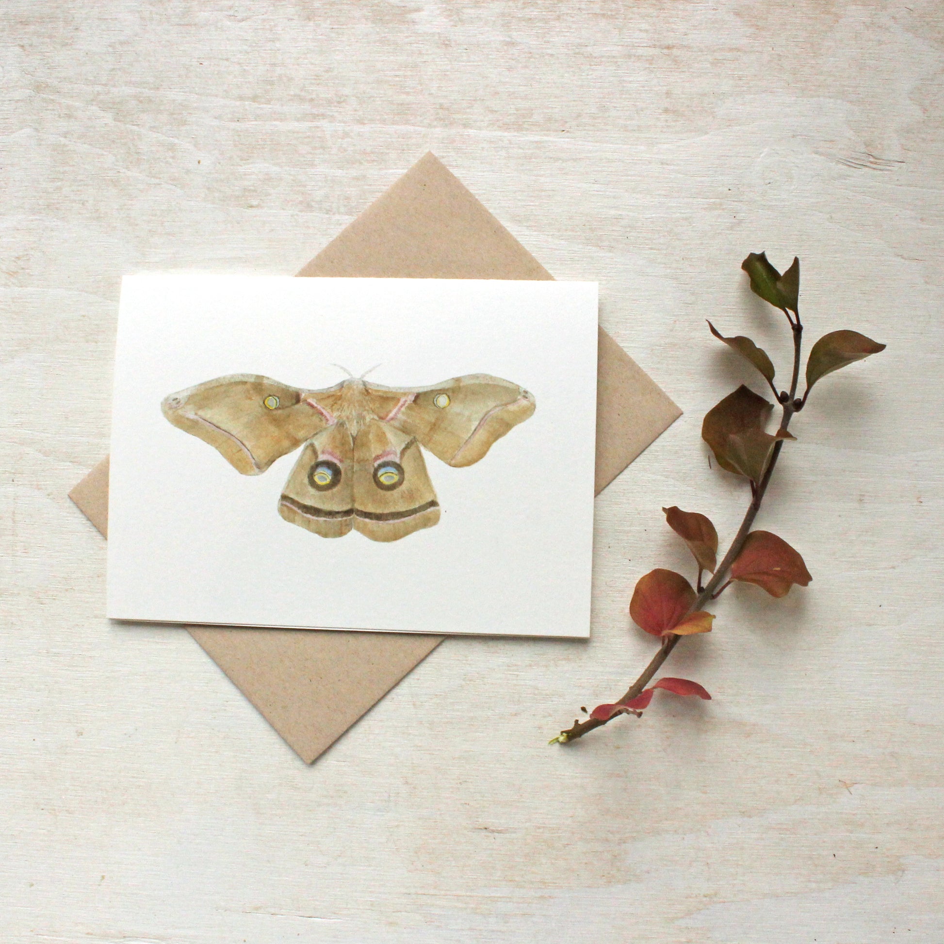 Note card set featuring a moth watercolor painting by Kathleen Maunder