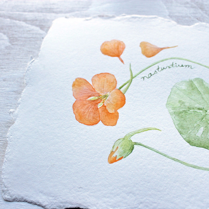 Detail of nasturtiums watercolor painting by artist Kathleen Maunder, Trowel and Paintbrush