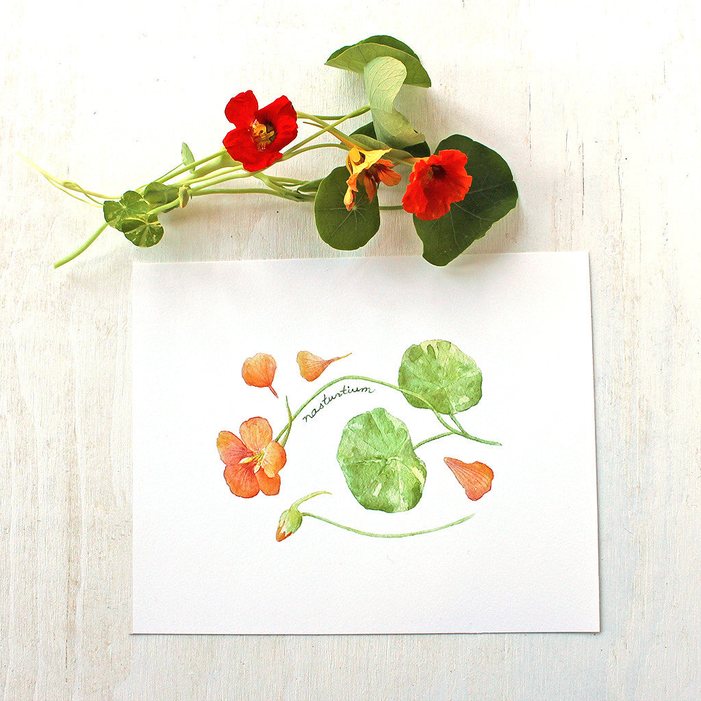 Nasturtiums watercolor print by Kathleen Maunder of Trowel and Paintbrush