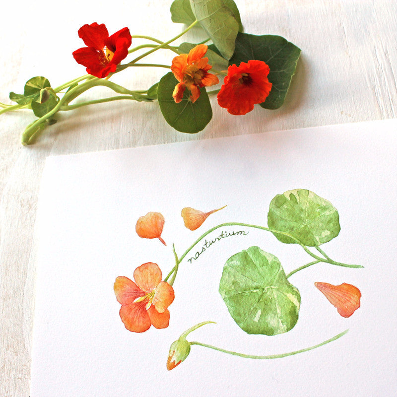 Nasturtiums watercolor print by artist Kathleen Maunder