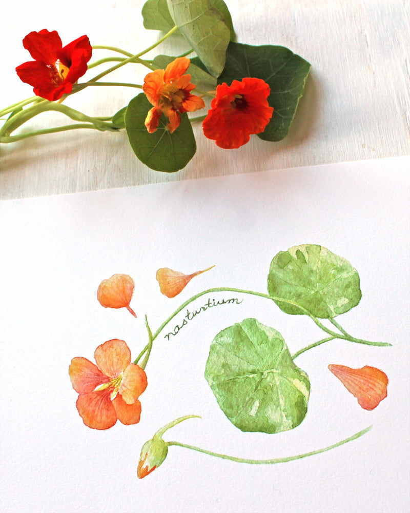 Nasturtiums watercolor print of painting by Kathleen Maunder, Trowel and Paintbrush