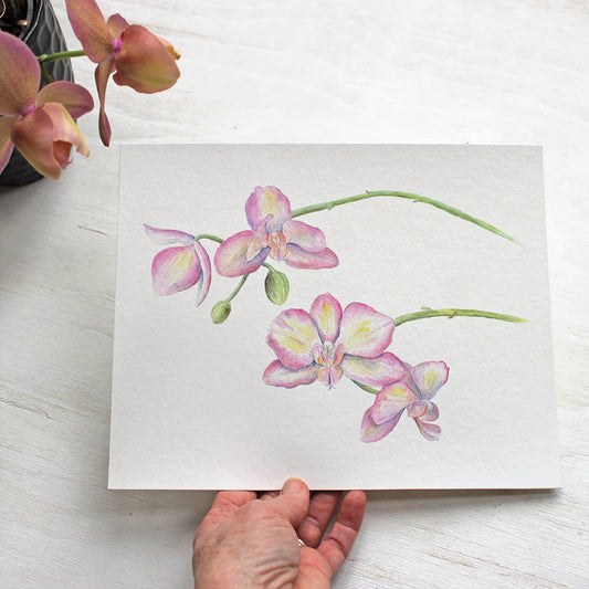 Lovely print of a pink, yellow and cream coloured orchid. Watercolor painting by Kathleen Maunder