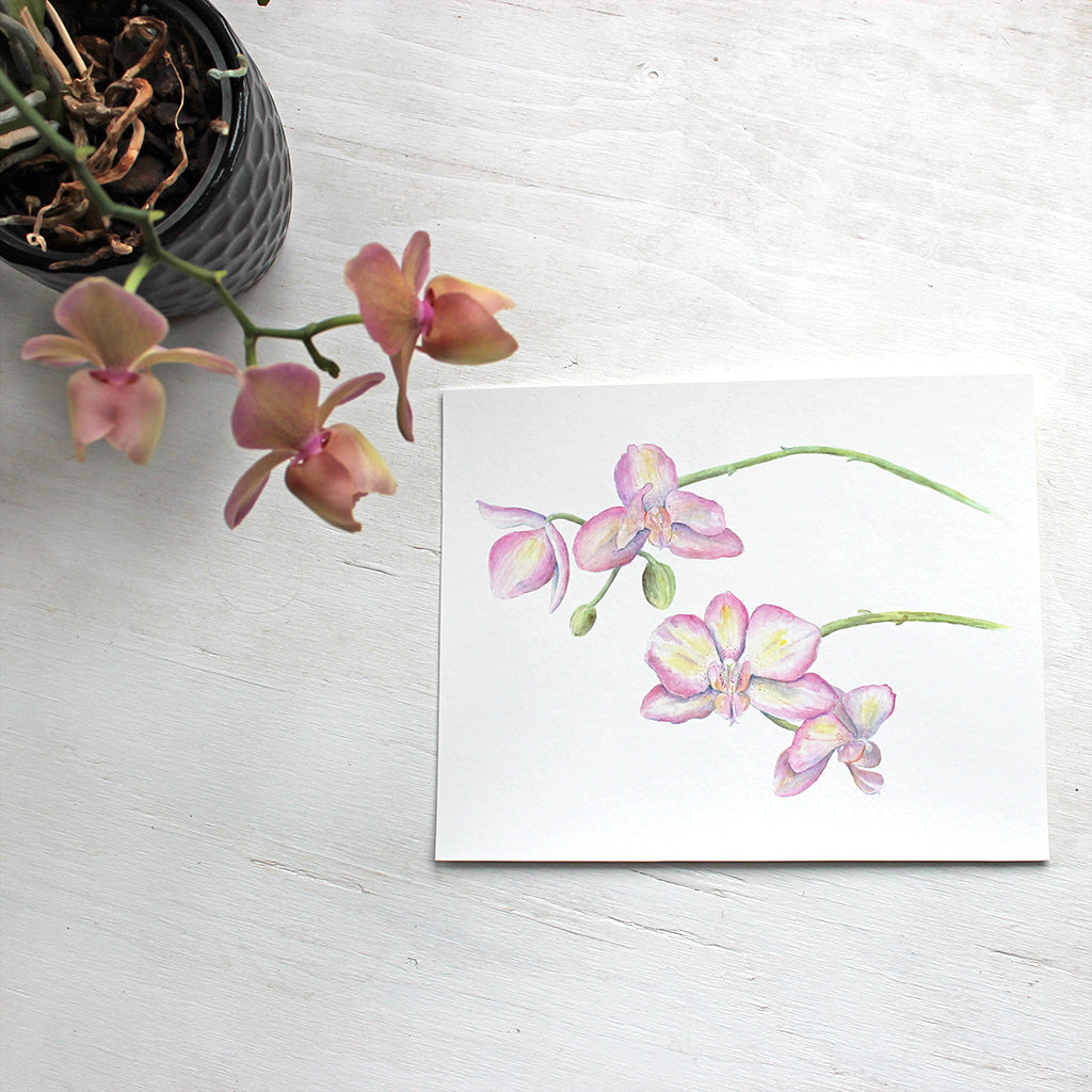 Pink and yellow orchids - Watercolor painting by Kathleen Maunder - Available as 8 x 10 print