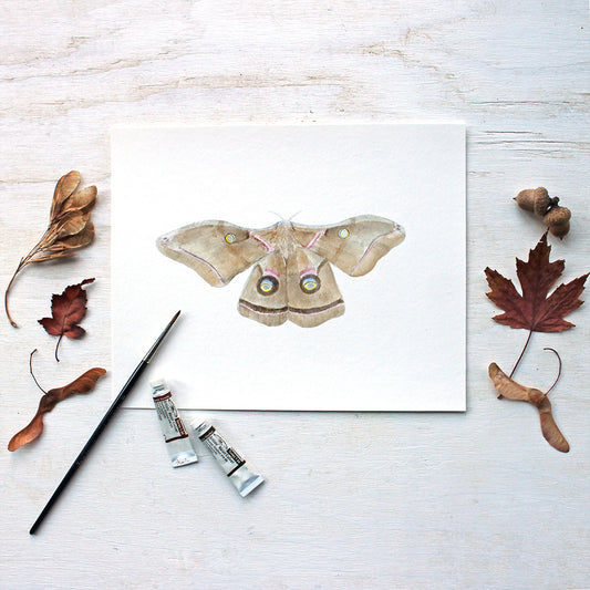 Print of a polyphemus moth watercolor painting by Kathleen Maunder of Trowel and Paintbrush