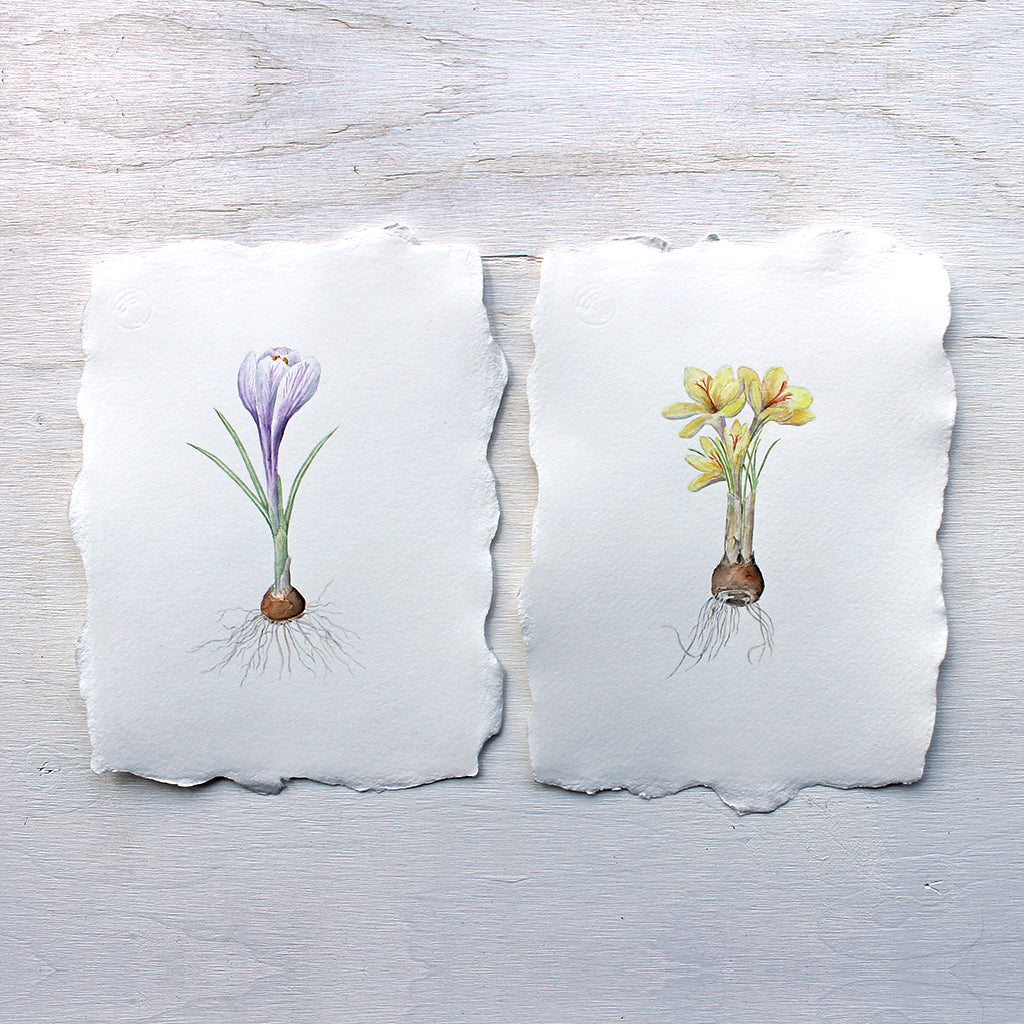 Original botanical watercolor paintings of purple and yellow crocus by Kathleen Maunder