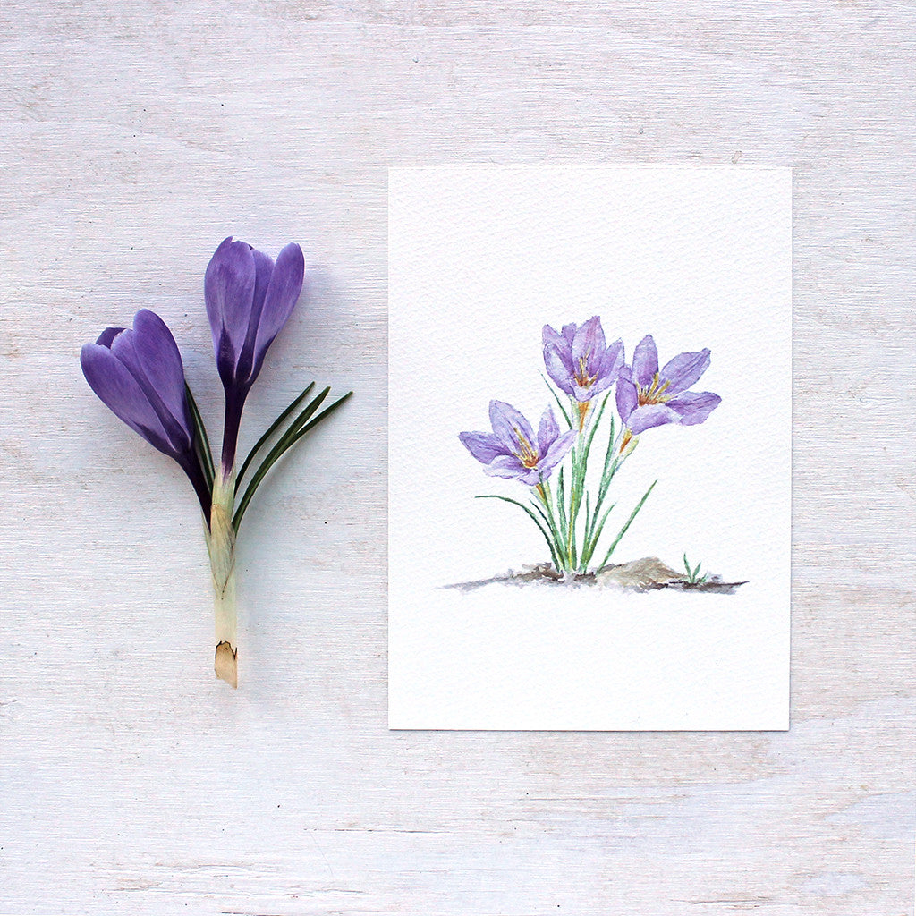 Three purple crocuses by watercolor artist Kathleen Maunder