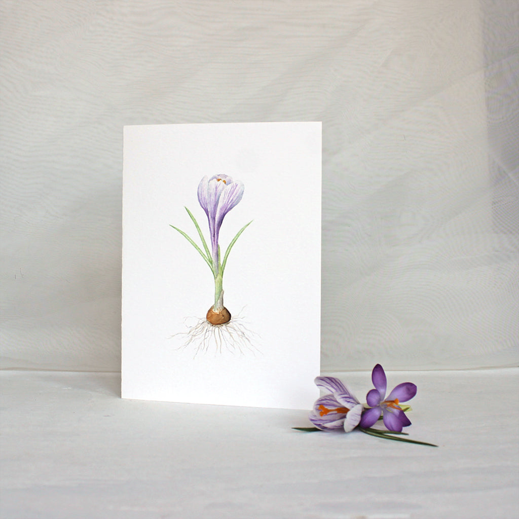 Note card with striped purple crocus bulb by watercolor artist Kathleen Maunder