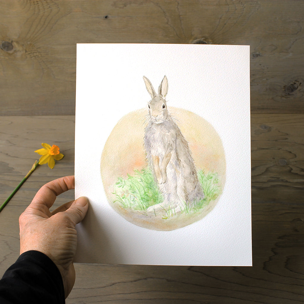 Reproduction of a watercolour painting of an Eastern cottontail rabbit standing in grass and clover. Artist Kathleen Maunder.