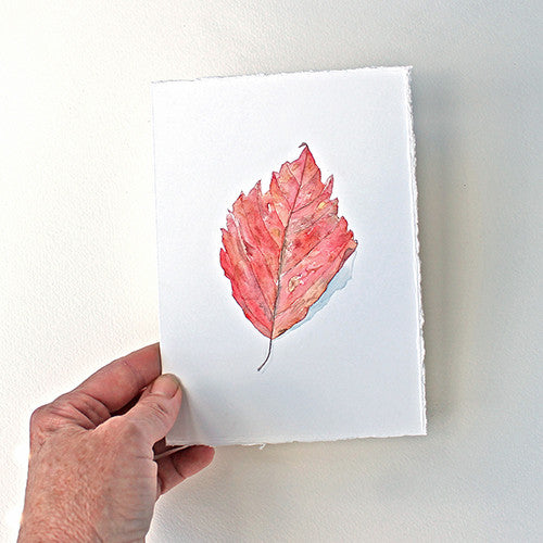 Delicate original watercolor painting of a red autumn leaf. Artist Kathleen Maunder