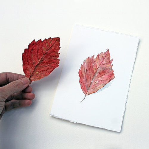 Delicate original watercolor painting of a red autumn leaf. Artist Kathleen Maunder
