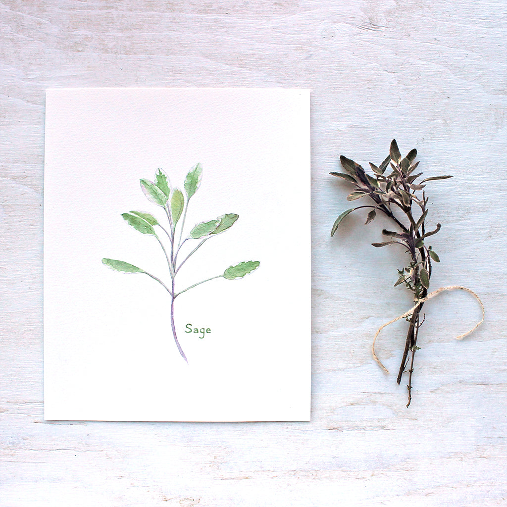 An art print featuring a delicate watercolor painting of the herb sage. Artist Kathleen Maunder.