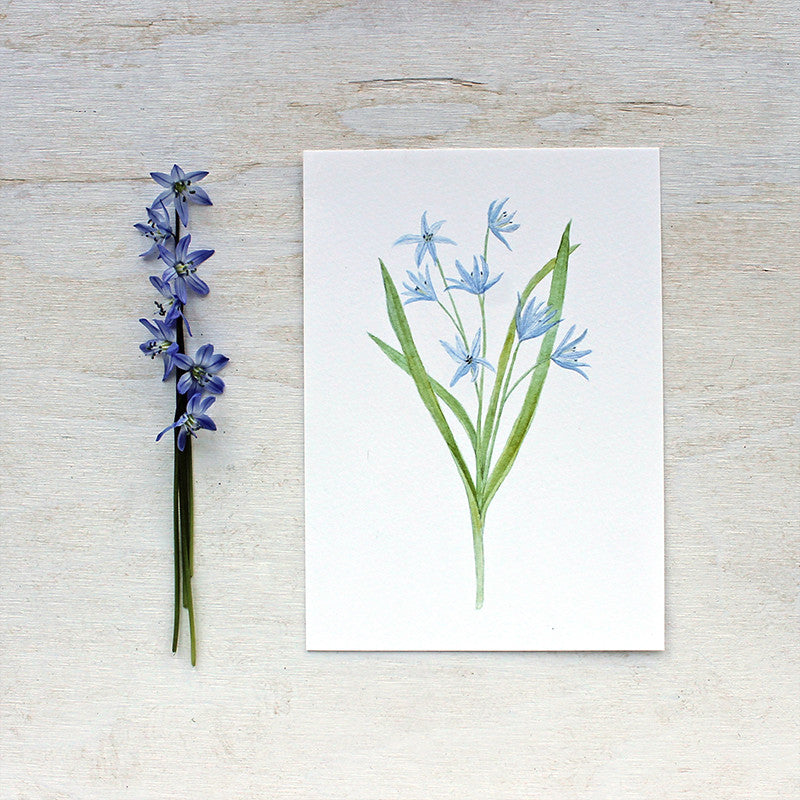 Scilla watercolour print by artist Kathleen Maunder