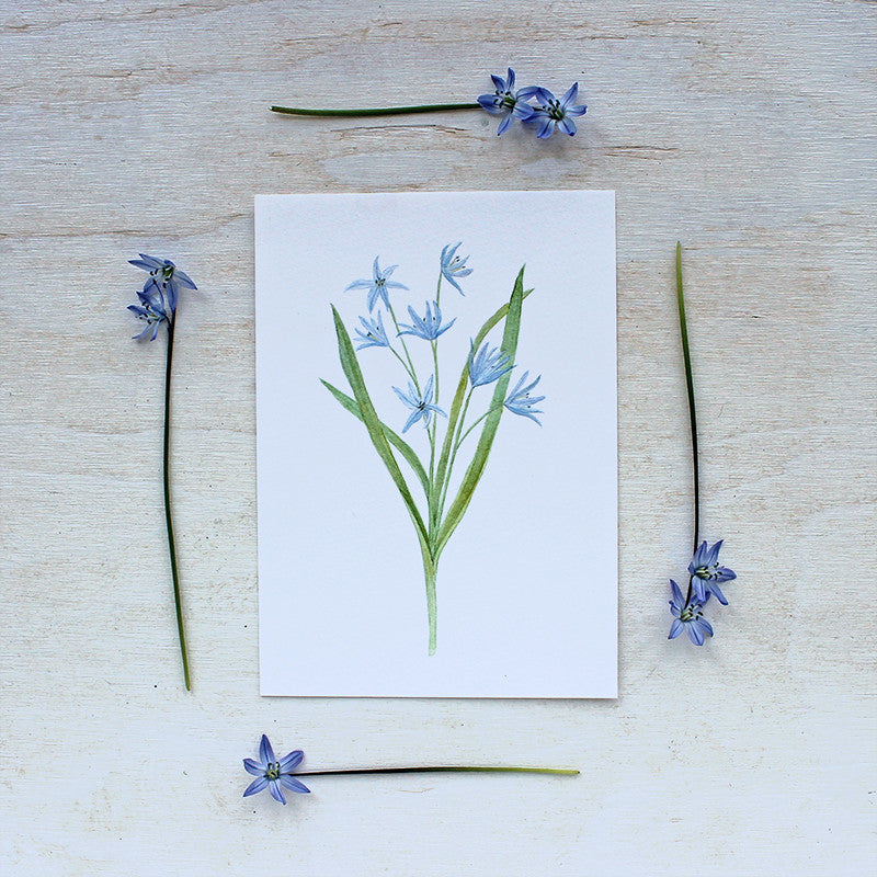 Blue scilla print by watercolor artist Kathleen Maunder of Trowel and Paintbrush