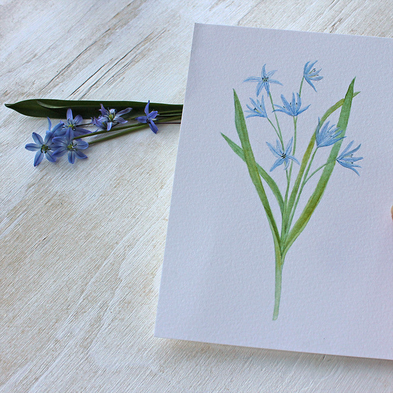 Blue botanical watercolor print - Scilla by artist Kathleen Maunder