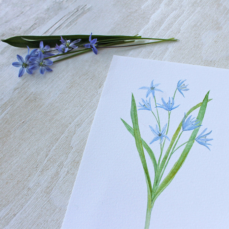 Scilla watercolour print by artist Kathleen Maunder