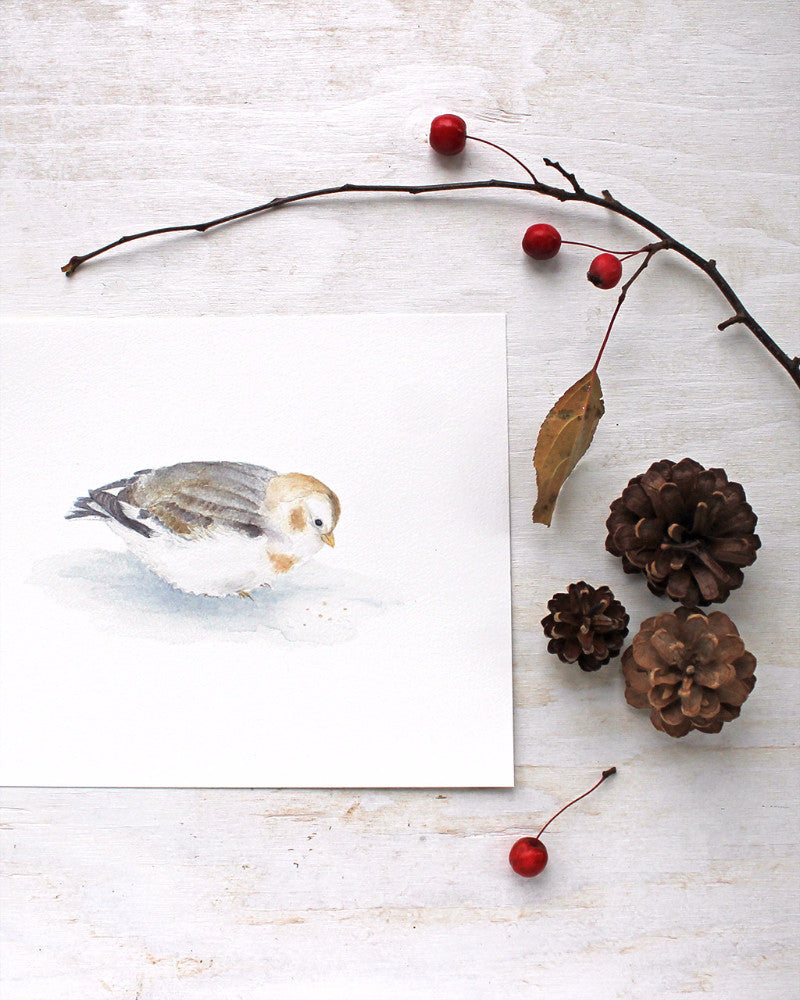 A lovely bird art print of a snow bunting by watercolor artist Kathleen Maunder