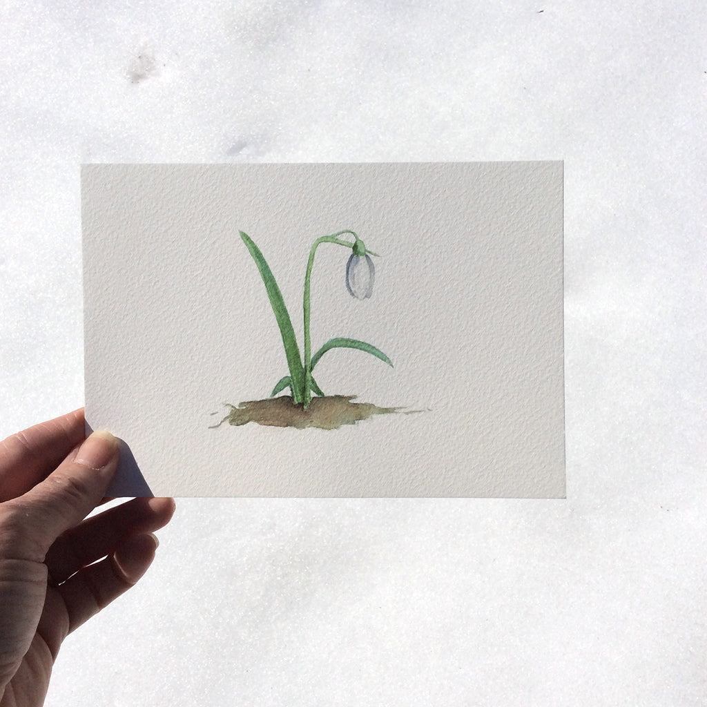Snowdrop art print held up against the snow. Artist Kathleen Maunder.