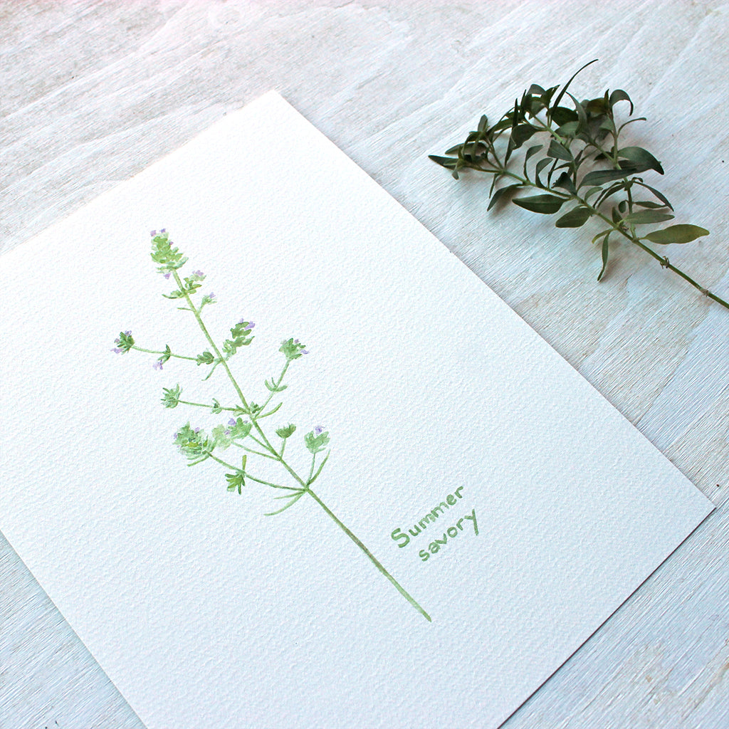 A close up of a botanical art print of a delicate watercolor painting of a sprig of summer savoury herb. Artist Kathleen Maunder.