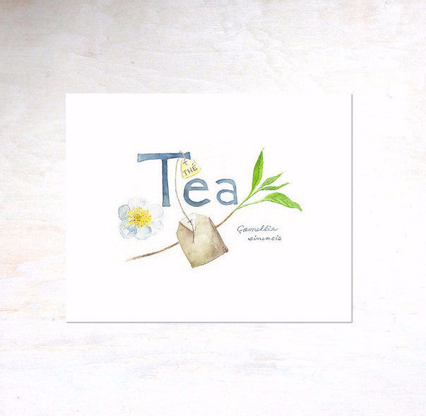Tea - Thé - Camellia sinensis watercolor painting by Kathleen Maunder