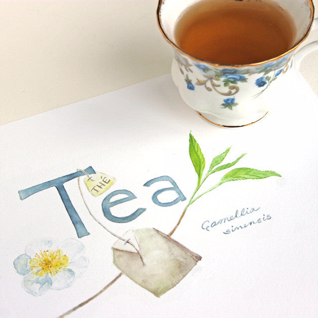 Tea - Thé - Camellia sinensis watercolor painting by Kathleen Maunder