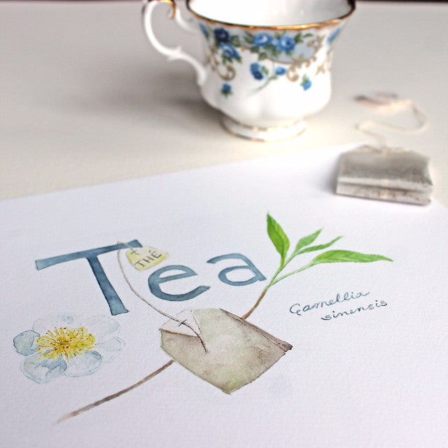 Tea watercolor painting of Camellia sinensis by artist Kathleen Maunder