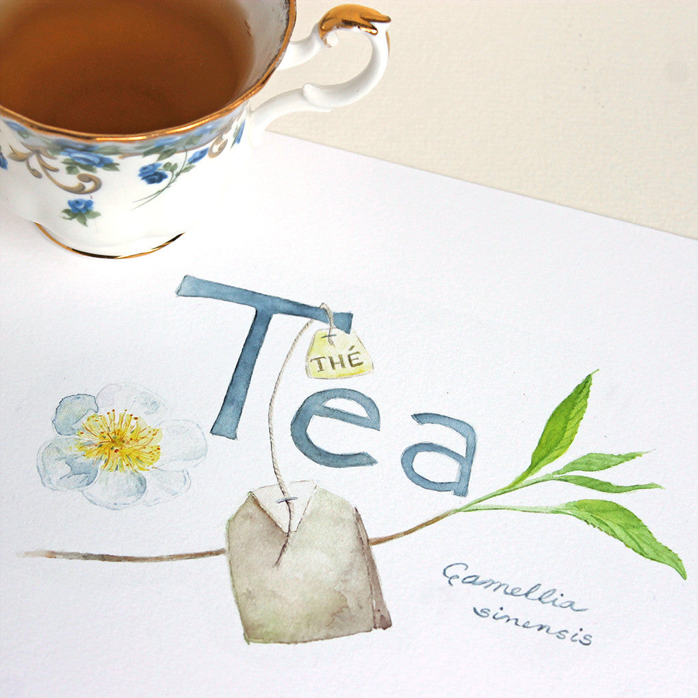 Tea - Thé - Camellia sinensis watercolor painting and handlettering by Kathleen Maunder