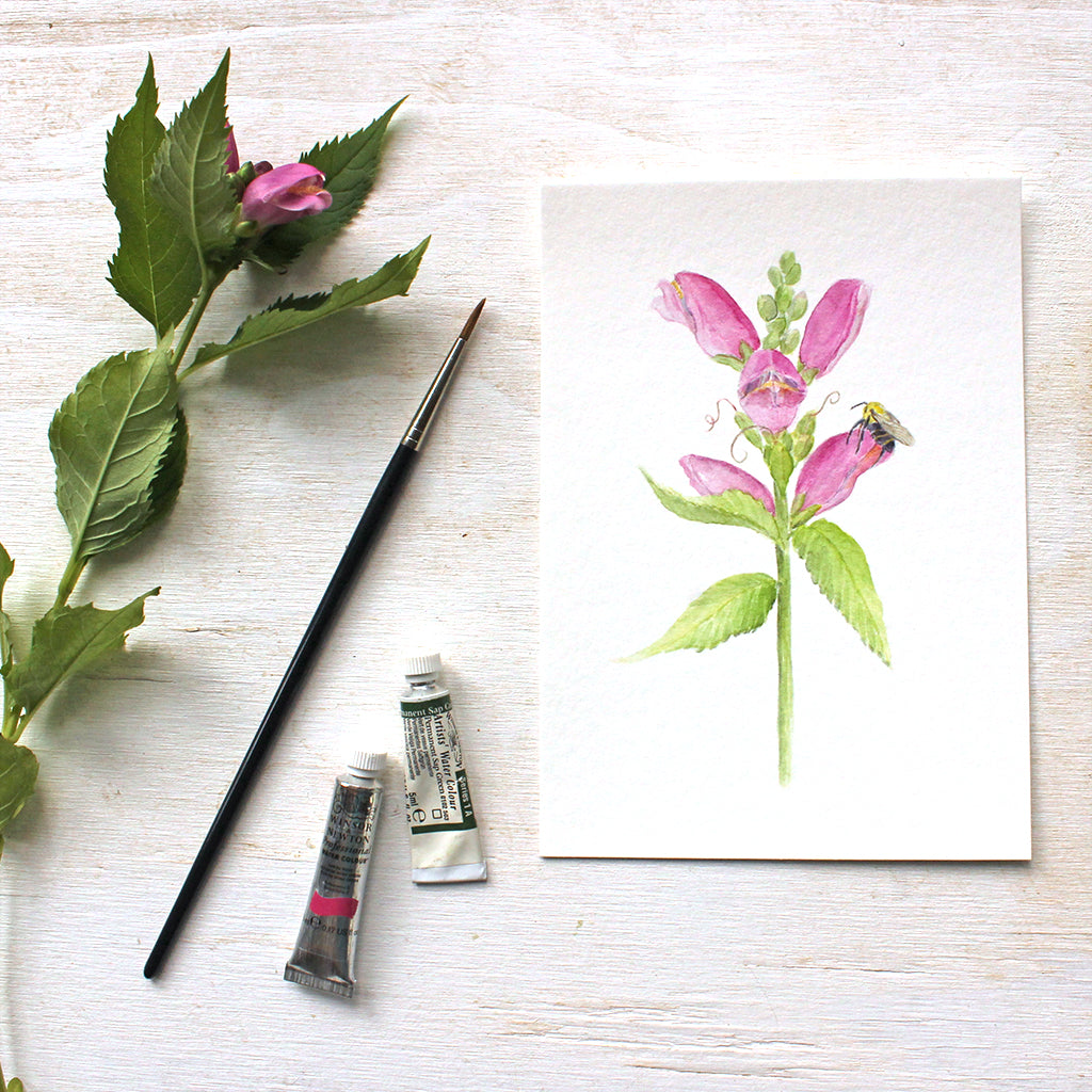 Pink turtlehead (chelone obliqua) flowers and bee - Watercolor painting by Kathleen Maunder - Available as a print