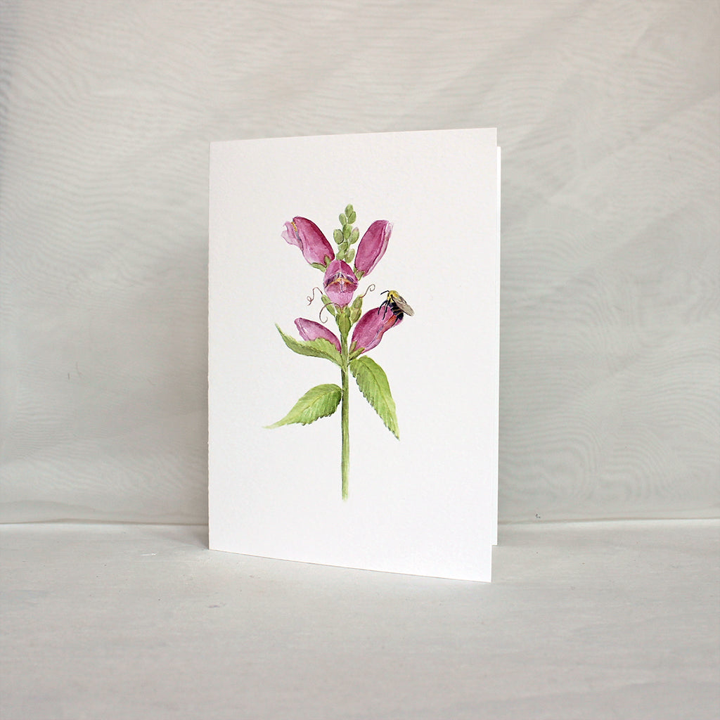 Pink turtlehead (Chelone obliqua) flower and a bee on a note card. Artist Kathleen Maunder.