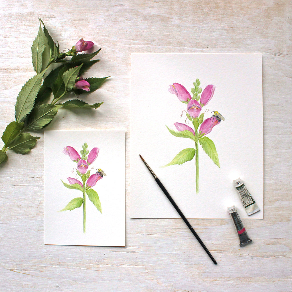 Turtlehead Flowers and Bee print available in 5 x 7 and 8 x 10 formats from Trowel and Paintbrush