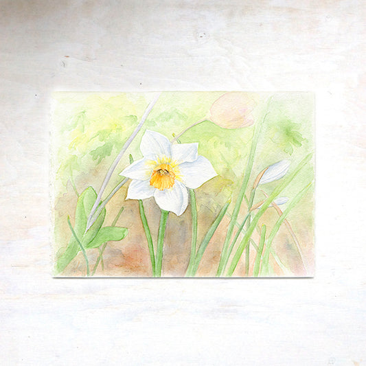An original watercolor painting of a white daffodil (narcissus) with a yellow center. The delicate watercolor includes soft pastel shades of white, yellow and green as well as earth tones. Artist Kathleen Maunder