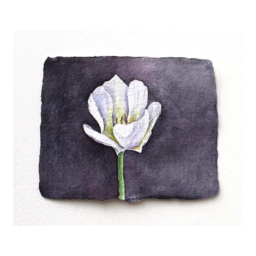White tulip original watercolor painting by Kathleen Maunder