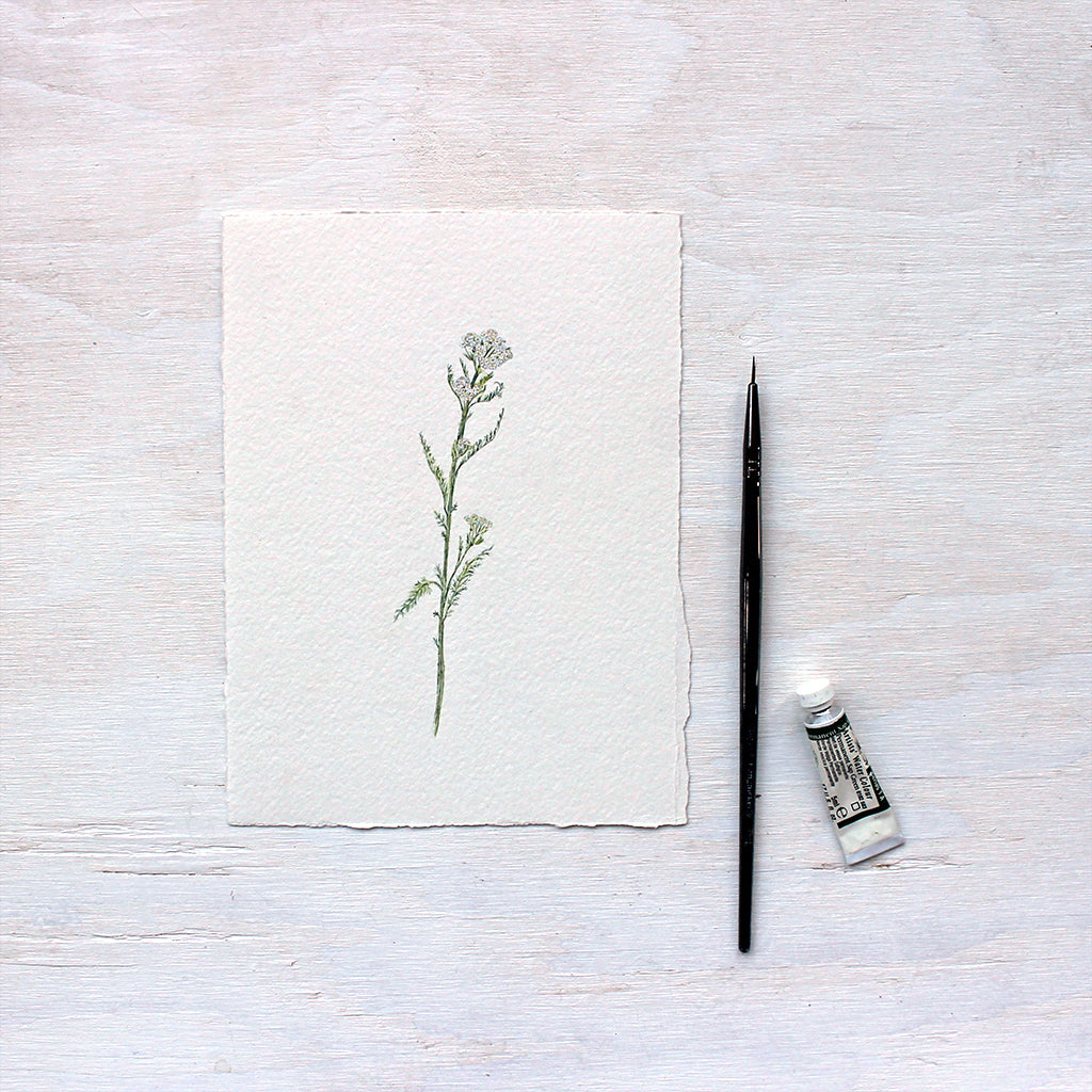 Original watercolor painting of white yarrow (Achillea millefolium) by Kathleen Maunder