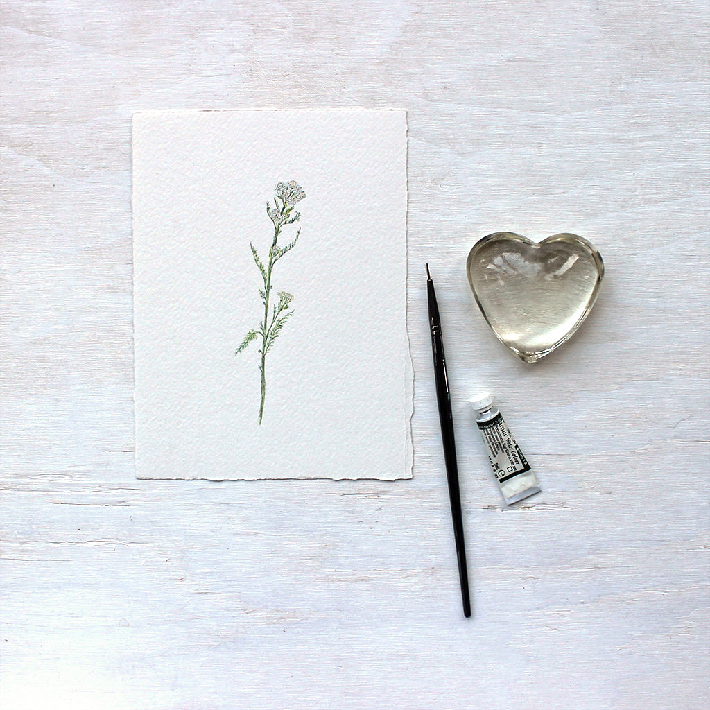 Original watercolour painting of white yarrow stem (Achillea millefolium) by Kathleen Maunder
