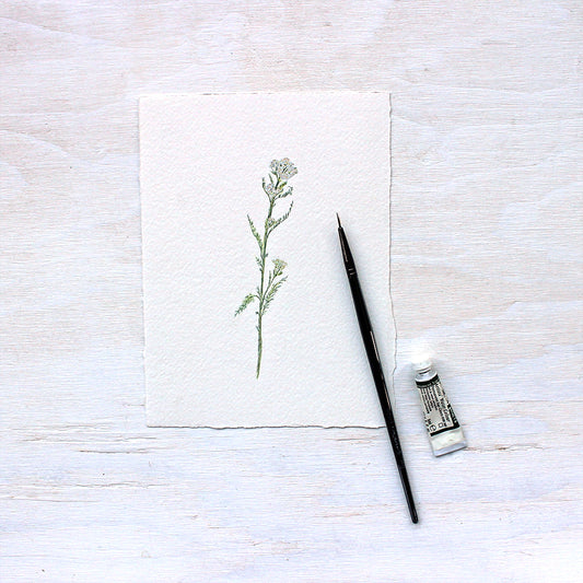 Original watercolor painting of white yarrow (Achillea millefolium) by Kathleen Maunder