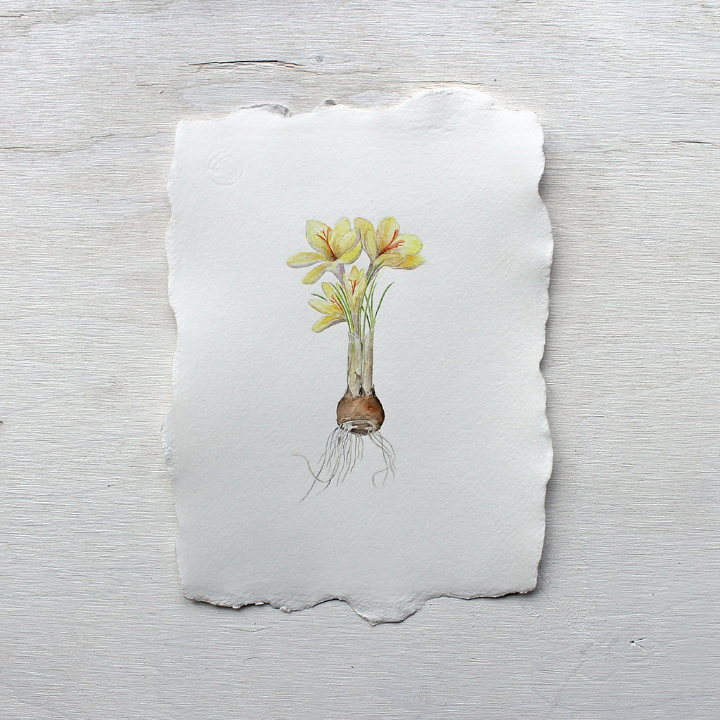 Botanical watercolor painting of yellow crocus by Kathleen Maunder