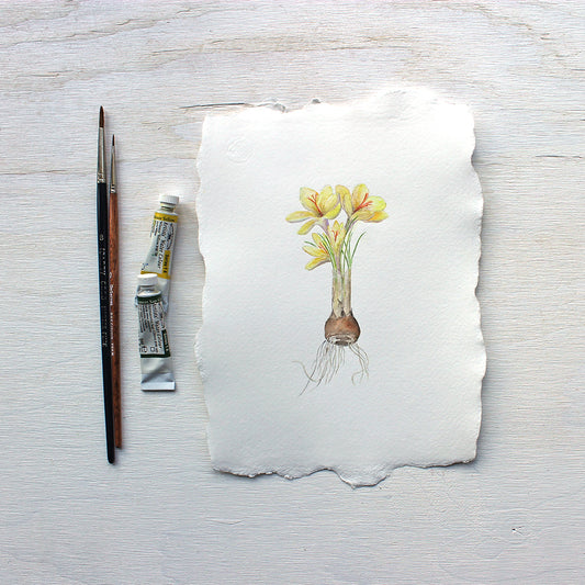 Botanical watercolor painting of yellow crocus by Kathleen Maunder