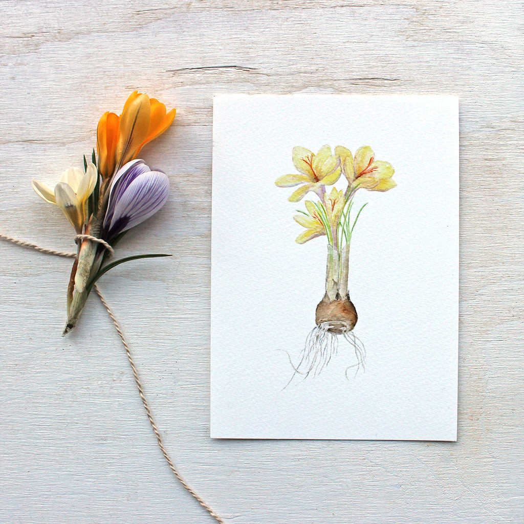Yellow crocus print by watercolor artist Kathleen Maunder