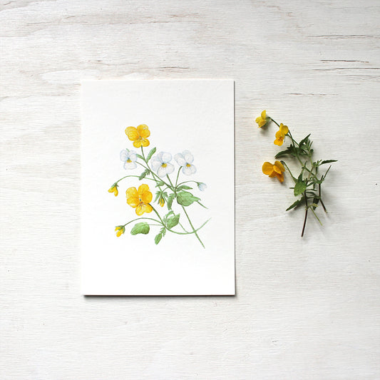 Print of watercolor painting depicting yellow and white violas by artist Kathleen Maunder